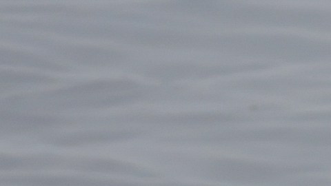 Madre de Michigan murió protegiendo a su hija de un vehículo fuera de control en un evento de carreras