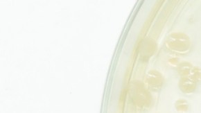 Avanza el desarrollo de un nuevo antibiótico para luchar contra las superbacterias