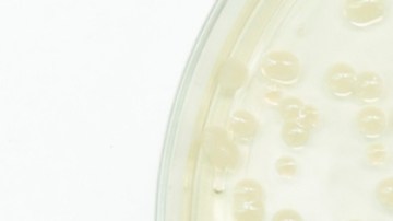 Avanza el desarrollo de un nuevo antibiótico para luchar contra las superbacterias