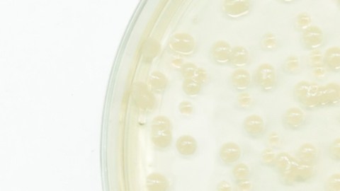 Avanza el desarrollo de un nuevo antibiótico para luchar contra las superbacterias