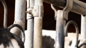 Gripe aviar circuló por cuatro meses en vacas lecheras de EE.UU. sin ser detectada