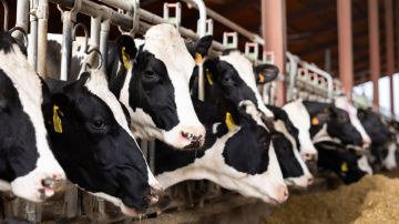 Gripe aviar circuló por cuatro meses en vacas lecheras de EE.UU. sin ser detectada