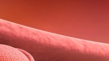 Un biomarcador ayuda a identificar células que pueden reparar los vasos sanguíneos dañados