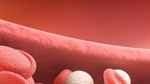 Un biomarcador ayuda a identificar células que pueden reparar los vasos sanguíneos dañados