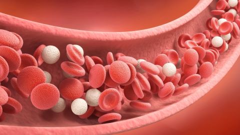 Un biomarcador ayuda a identificar células que pueden reparar los vasos sanguíneos dañados