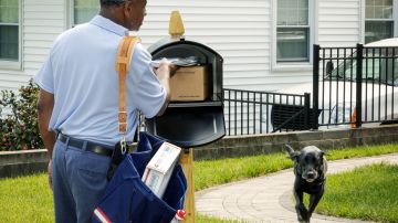 El Servicio Postal de EE UU lanza campaña para concientizar sobre las mordeduras de perros a los carteros. (Fotos USPS)