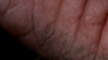 A mushroom harvester holds a top grade matsutake mushroom Wednesday, Sept. 29, 2004, near Cresent Junction, Ore. Matsutake mushrooms in the early 1990's topped out at $500 a pound. Last Sunday, the pickers made an unprecedented move: They sold their mushrooms at the low and went on strike, crusading for $15 a pound for top grade matsutakes. By Thursday night, the price had fallen to $2. (AP Photo/Rick Bowmer)