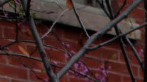 News vans line the parking lot of the Los Angeles County Coroner's office where Whitney Houston's body remains in Los Angeles, Monday, Feb.,13, 2012. Coroner's officials said they will not release any information on an autopsy performed Sunday at the request of police detectives investigating the singer's death. Houston was found in the bathtub of her room, but Assistant Chief Coroner Ed Winter declined to say anything more about the room's condition or any evidence investigators recovered. (AP Photo/Nick Ut)