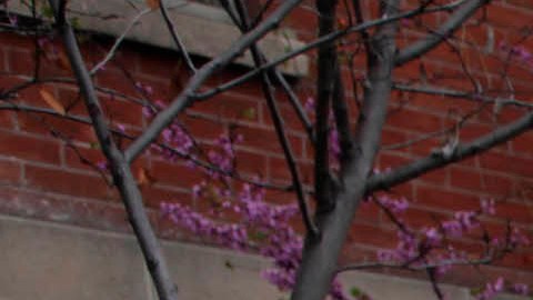 News vans line the parking lot of the Los Angeles County Coroner's office where Whitney Houston's body remains in Los Angeles, Monday, Feb.,13, 2012. Coroner's officials said they will not release any information on an autopsy performed Sunday at the request of police detectives investigating the singer's death. Houston was found in the bathtub of her room, but Assistant Chief Coroner Ed Winter declined to say anything more about the room's condition or any evidence investigators recovered. (AP Photo/Nick Ut)