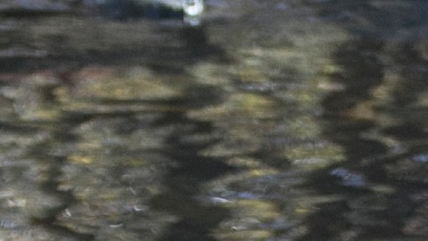 A Black Bear searches for Kokanee salmon as it walks along Taylor Creek Tuesday, Oct. 24, 2017, in South Lake Tahoe, Calif. As winter approaches bears come down from the mountains to feed on the salmon that is swimming up stream from Lake Tahoe to spawn. (AP Photo/Rich Pedroncelli)