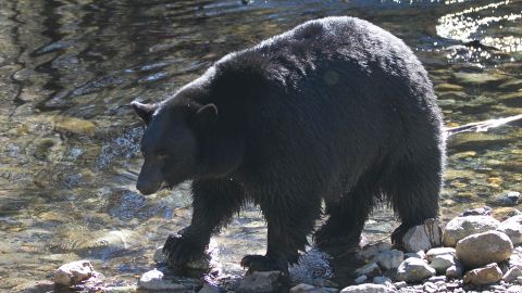 A Black Bear searches for Kokanee salmon as it walks along Taylor Creek Tuesday, Oct. 24, 2017, in South Lake Tahoe, Calif. As winter approaches bears come down from the mountains to feed on the salmon that is swimming up stream from Lake Tahoe to spawn. (AP Photo/Rich Pedroncelli)