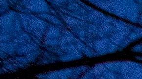 El esfuerzo para proteger a los Dreamers de la deportación no ha avanzado en el Congreso.