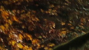 In this Oct. 23, 2018 photo, Dave Wiens, a biologist who works for the U.S. Geological Survey, walks through a forest near Corvallis, Ore., carrying a digital bird calling device intended to attract barred owls to be culled. Wiens views his gun as “a research tool” in humankind’s attempts to maintain biodiversity and rebalance the forest ecosystem. Because the barred owl has few predators in Northwest forests, he sees his team’s role as apex predator, acting as a cap on a population that doesn’t have one. (AP Photo/Ted S. Warren)