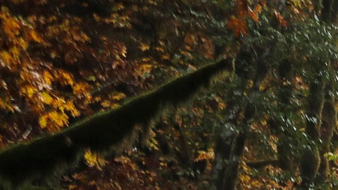 In this Oct. 23, 2018 photo, Dave Wiens, a biologist who works for the U.S. Geological Survey, walks through a forest near Corvallis, Ore., carrying a digital bird calling device intended to attract barred owls to be culled. Wiens views his gun as “a research tool” in humankind’s attempts to maintain biodiversity and rebalance the forest ecosystem. Because the barred owl has few predators in Northwest forests, he sees his team’s role as apex predator, acting as a cap on a population that doesn’t have one. (AP Photo/Ted S. Warren)