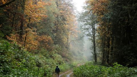 In this Oct. 23, 2018 photo, Dave Wiens, a biologist who works for the U.S. Geological Survey, walks through a forest near Corvallis, Ore., carrying a digital bird calling device intended to attract barred owls to be culled. Wiens views his gun as “a research tool” in humankind’s attempts to maintain biodiversity and rebalance the forest ecosystem. Because the barred owl has few predators in Northwest forests, he sees his team’s role as apex predator, acting as a cap on a population that doesn’t have one. (AP Photo/Ted S. Warren)