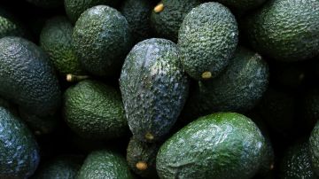 FILE - Recently harvested avocados at an orchard near Ziracuaretiro, Michoacan state, Mexico, Oct. 1, 2019. Mexico has acknowledged late Saturday, Feb. 13, 20222, that the U.S. government has suspended all imports of Mexican avocados after a U.S. plant safety inspector in Mexico received a threat. (AP Photo/Marco Ugarte, File)