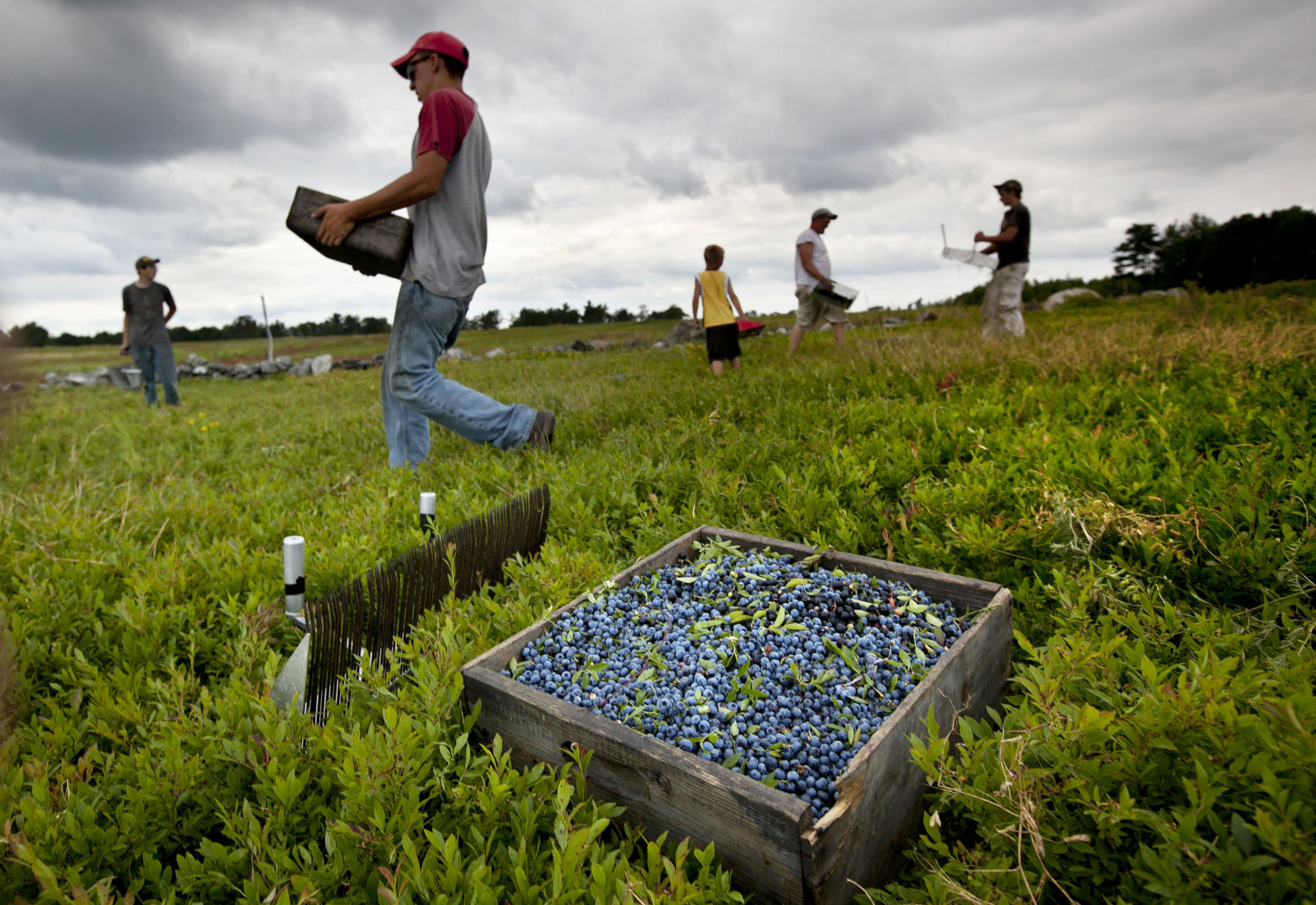 Muchos de los trabajadores agrícolas que llevan años en EE.UU. son indocumentados.