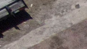 Un niño murió aplastado por un árbol que cayó sobre su casa durante el tornado de Michigan