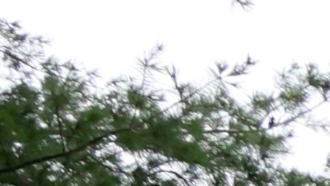 El presunto pistolero, Jonathon Gounaris, también resultó herido y fue operado en un hospital local, según un comunicado publicado en Facebook por el Departamento del Sheriff del condado de Ogle.