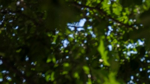 La Corte Suprema rechazó la petición de inmigrantes para que se precisaran datos sobre audiencias de deportación.