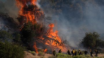Firefighters work against the advancing Post Fire on Saturday, June 15, 2024, in Gorman, Calif. (AP Photo/Marcio Jose Sanchez)