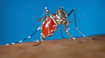 Médicos estadounidenses alertan peligroso aumento de casos de dengue en todo el mundo