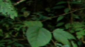 Cascada más alta china se ayuda de tubería, descubre turista