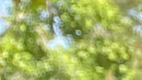 Julio César Chávez Jr. quedó libre de cargos.