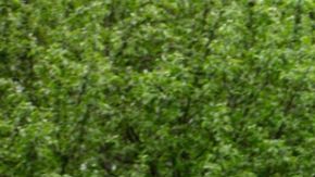 Chevrolet Silverado líder indiscutible de las camionetas pickup entre los compradores hispanos