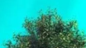 Ha sido revelado el interior del nuevo Fiat Grande Panda