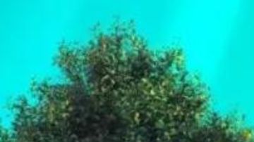 Ha sido revelado el interior del nuevo Fiat Grande Panda