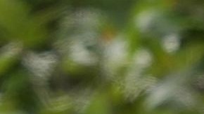 Hunter Biden, hijo del actual presidente estadounidense