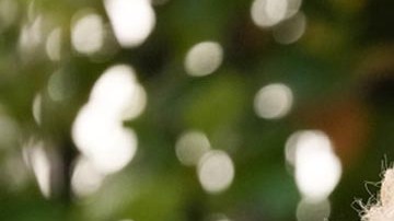 Jill Biden, primera dama de la nación