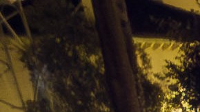 Ls conciertos de verano en el parque MacArthur en Los Ángeles no se suspendieron por las redadas de ICE. (Cortesía Levitt Pavilion)