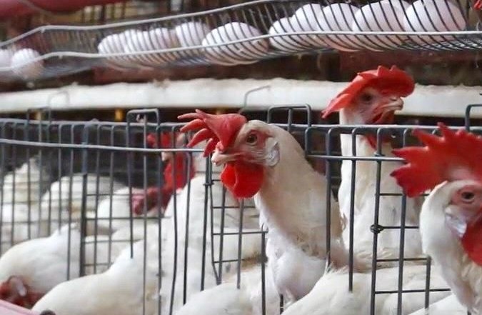 México niega un muerto por gripe aviar y acusa a la OMS de difundir comunicado "bastante malo"