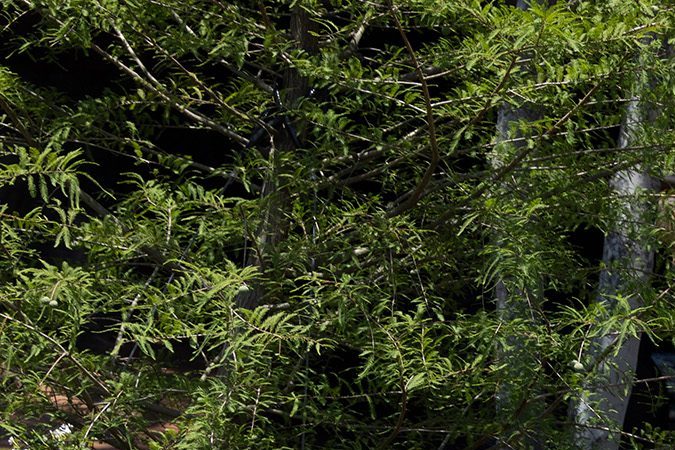 La nueva atracción Tiana’s Bayou Adventure abre el 28 de junio en Walt Disney World Resort en Florida.