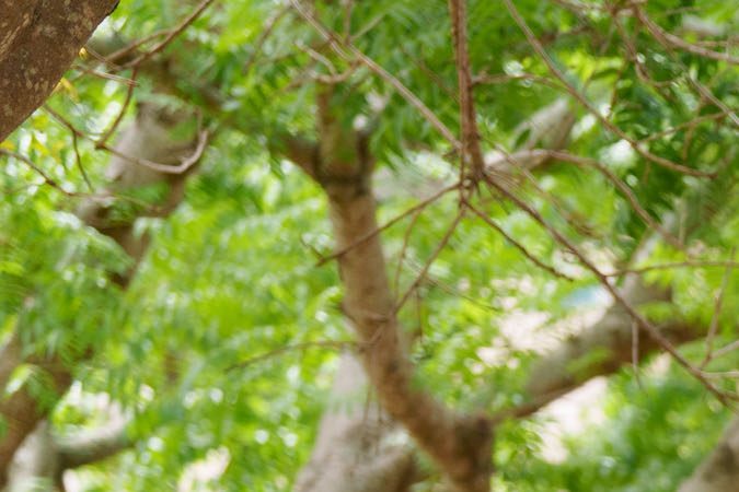 Tiana y su amigo caimán Louis forman una banda para hacer una celebración de Mardi Gras.