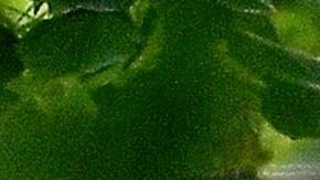 Eiza González y Guy Binns