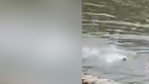 Ataque de cocodrilo en México