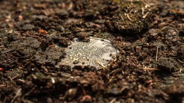 Búsqueda de monedas antiguas valiosas