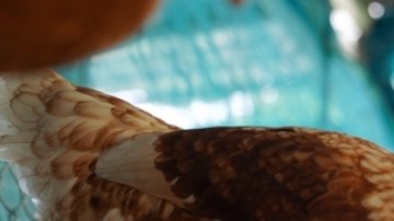 ¿Cuáles son los síntomas de la gripe aviar H5N2 en humanos?