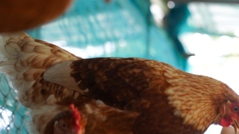 ¿Cuáles son los síntomas de la gripe aviar H5N2 en humanos?