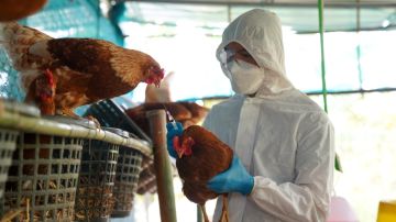 ¿Cuáles son los síntomas de la gripe aviar H5N2 en humanos?
