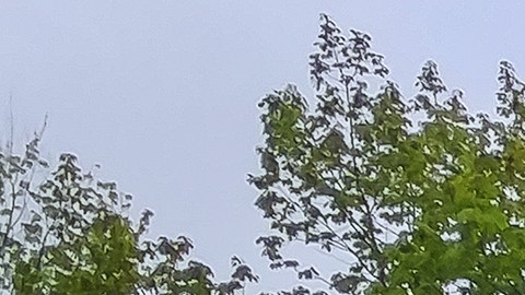 Línea eléctrica caída por una tormenta en Texas dejó a una mujer y su nieto con graves quemaduras