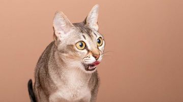 Gato