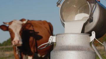 Gripe aviar en Estados Unidos: Departamento de Agricultura pagará a los agricultores por la pérdida de leche
