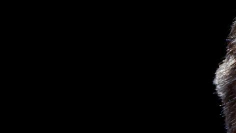 Elon Musk llama "dictador" a Nicolás Maduro y este le revira