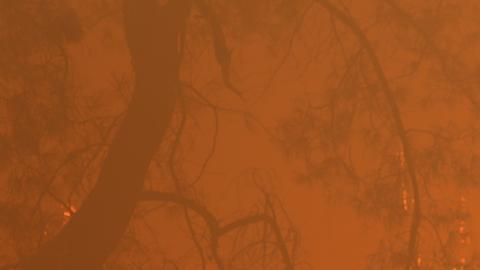 Los bomberos luchan contra el incendio Park Fire en las afueras de Chico, en los condados de Butte y Tehama, en el norte de California.