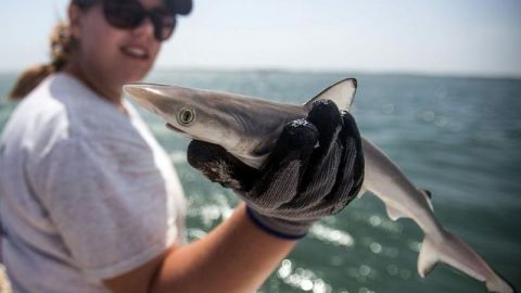 Cómo se explica que tiburones en la costa de Brasil hayan dado positivo en pruebas de cocaína