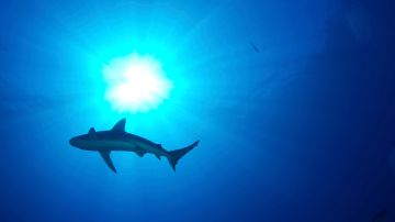 Tiburón ataca a bañistas en playas de Texas